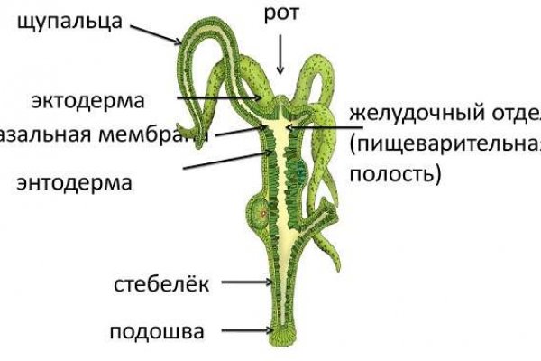 Тор для кракена